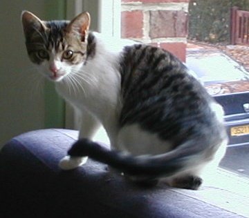 Lola (photo 6 mois)