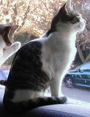 Lola (photo 6 mois)